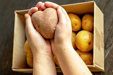 Patates dolu bir kutunun üzerinde kalp şeklinde çirkin bir sebze patatesi tutan kadın eller. kare, çirkin yemek.