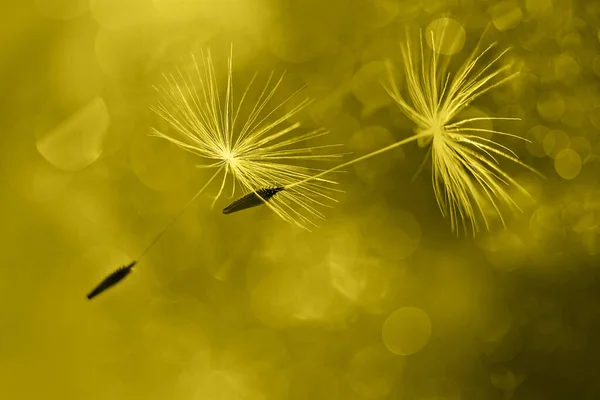 Flying Dandelion Fluffs Com Bokeh Iluminação Cor 2021 — Fotografia de Stock