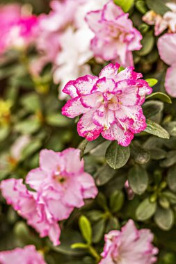Pembe rhododendron çiçeklerinin geçmişi. Bahar çiçekleri.