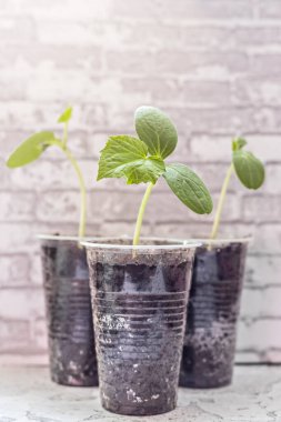 Sebze filizleri. Fincan içinde salatalık tohumu yetiştirmek. Bahçecilik ve hasat konsepti