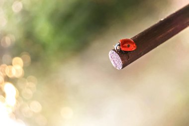 Kırmızı uğur böceği bir sopayla güneşin günbatımına doğru sürünür. Bokeh. Makrofotoğrafçılık.