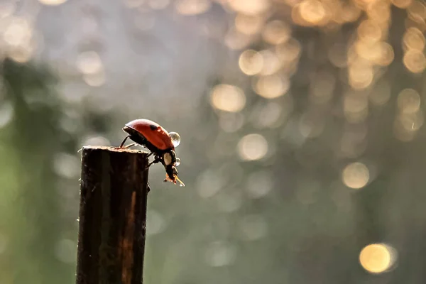 Red Ladybug Crawls Stick Sun Sunset Rays Bokeh Macrophotography Rain — Stock Photo, Image