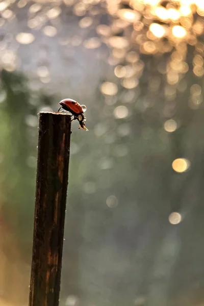 Red Ladybug Crawls Stick Sun Sunset Rays Bokeh Macrophotography Rain — Stock Photo, Image