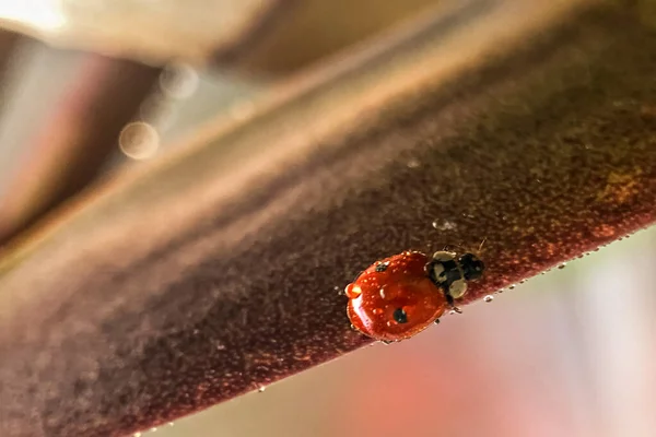Rode Lieveheersbeestje Groene Bladeren Van Plant Macrofotografie Regen — Stockfoto