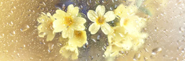 Wiosenne Kwiaty Nie Zapominają Mnie Prymitywne Bliskie Złotym Tle Szkłem — Zdjęcie stockowe