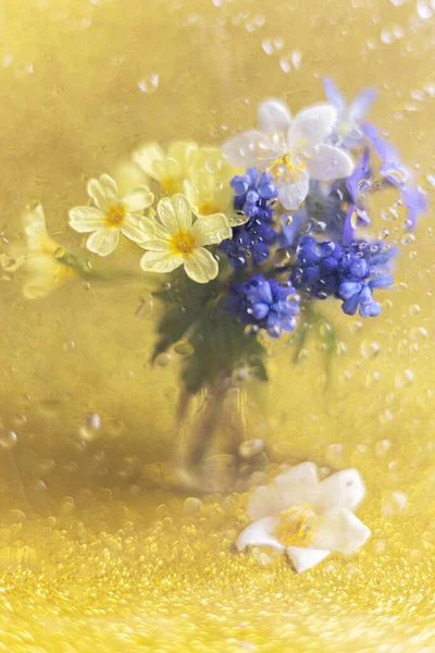 Bouquet of yellow, white and purple primroses on a gold background behind glass with rain drops.