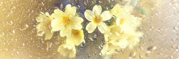 春天的花朵把我忘了 我的鼻孔和樱草玫瑰紧贴在玻璃后面的金色背景上 点缀着雨滴 免版税图库图片