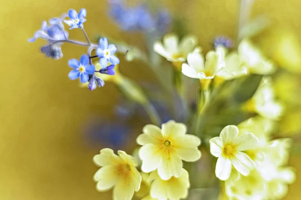 春天的花朵把我忘了 樱草和樱草紧贴在金色的背景上 免版税图库图片