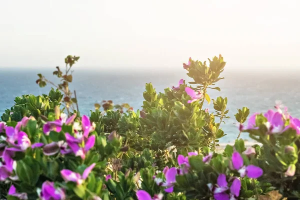 Istoda bush with purple flowers on the background of the sea. Banner.