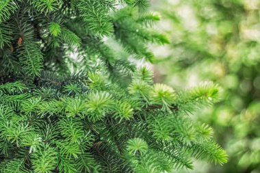 Genç yeşil ladin dallarının doğal arka planı.