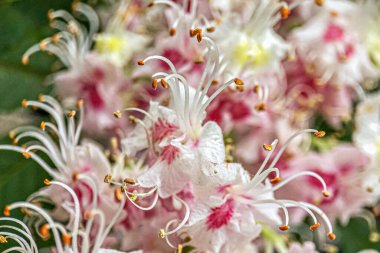 Kestane rengi fındıklar. Beyaz gül çiçekleri yakın plan. Doğal arkaplan.