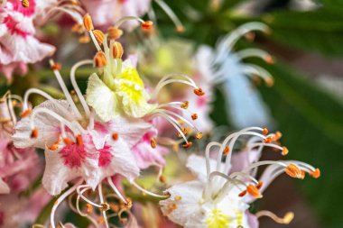 Kestane rengi fındıklar. Beyaz gül çiçekleri yakın plan. Doğal arkaplan.
