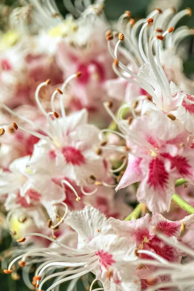 Σέσκουλα Κάστανου Λουλούδια Λευκά Τριαντάφυλλα Από Κοντά Φυσικό Περιβάλλον — Φωτογραφία Αρχείου