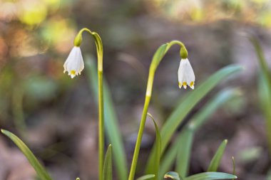 Bulanık bir arka planda, çiçek açan kardamlaları. Doğal arka plan. Bahar.