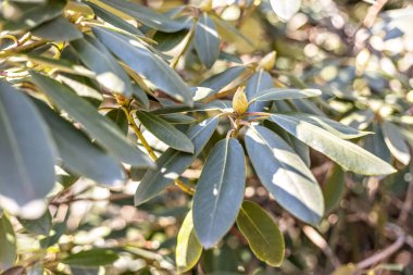 Çiçekli bir zeytin ağacı. Yaprakların dokusu. Doğal arka plan. Bahar.