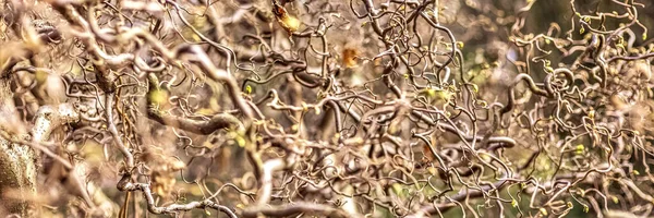 Fundo Natural Galhos Árvore Torcidos Com Folhas Florescentes Textura — Fotografia de Stock