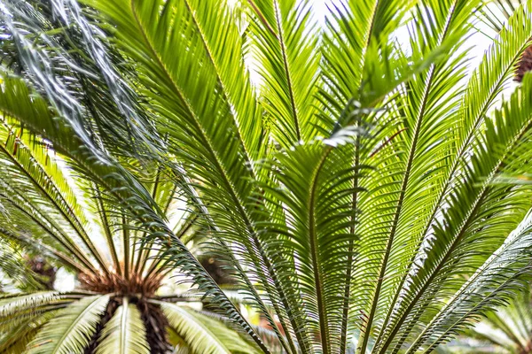 Palmeras Tropicales Macetas Jardín — Foto de Stock