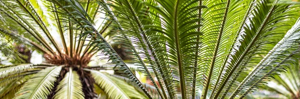 Palmiers Tropicaux Dans Des Pots Dans Jardin — Photo