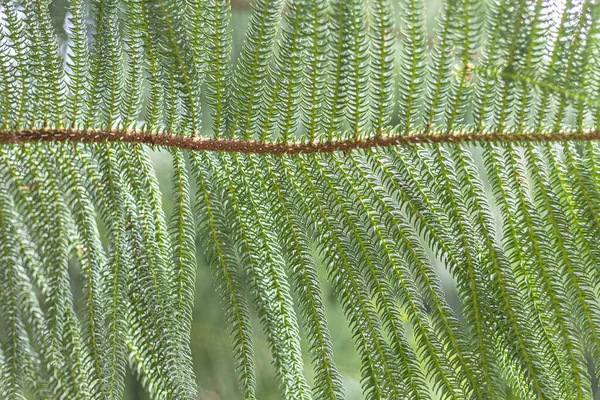 Natural Background Green Acacia Tree Leaf — Stok fotoğraf