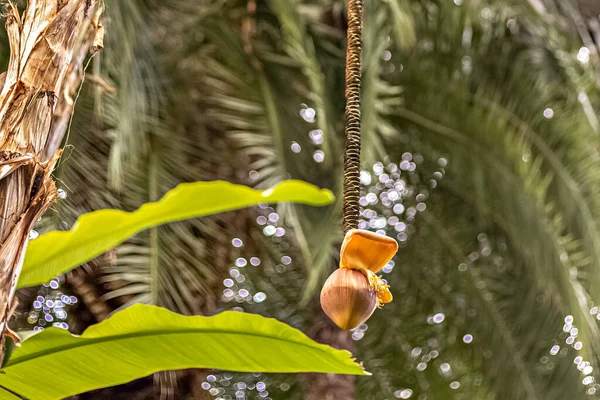 Kokospalm Med Hängande Frukt Naturlig Bakgrund Tropikerna — Stockfoto