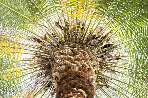 Palmboom Uitzicht Van Onderen Vakantie Concept Natuurlijke Achtergrond — Stockfoto
