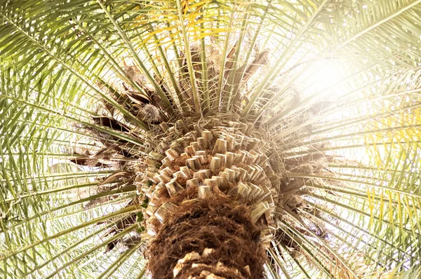 Palmutsikt Underifrån Fritidskoncept Naturlig Bakgrund — Stockfoto