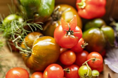 Tahta bir arka planda bitkilerle olgunlaşmış sebzeler. Bahçeden hasat et..