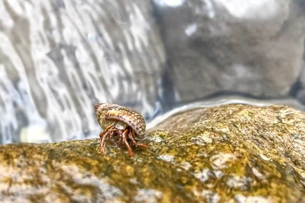 一只小海蟹在一块潮湿的石头上 海洋动物 图库图片