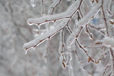 Kasırgadan sonra buzlu ağaç dalları
