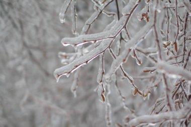 Kasırgadan sonra buzlu ağaç dalları