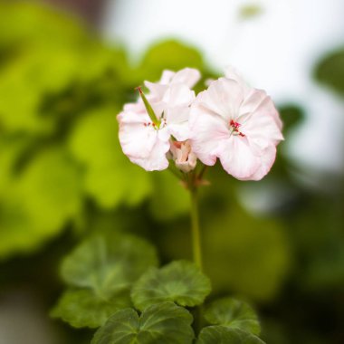 Pembe sardunya ev bitkisi çiçek açıyor
