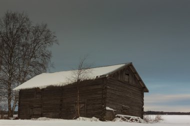 Genç ağaç ahır tarafından huş ağacı