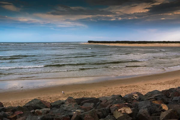 Mouette sur la plage du coucher du soleil — Photo