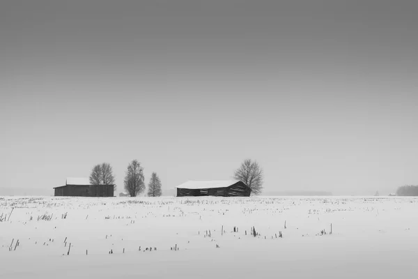 Träd och lador i snöfall — Stockfoto