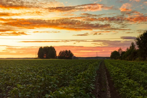 Akşam patates alanlar üzerinde