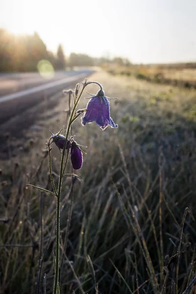 Frosty bluebell flowers by a road on a cold autumn morning. The flowers are covered with frost.