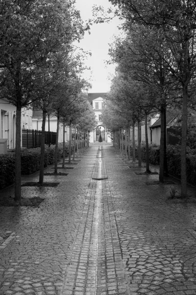 Beco Encharcado Num Dia Chuvoso Serris França Árvores Formam Belo — Fotografia de Stock