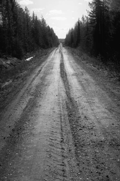 Ένας Χωματόδρομος Οδηγεί Μέσα Από Σκανδιναβικό Δάσος Σκούρα Πεύκα Σχηματίζουν Εικόνα Αρχείου