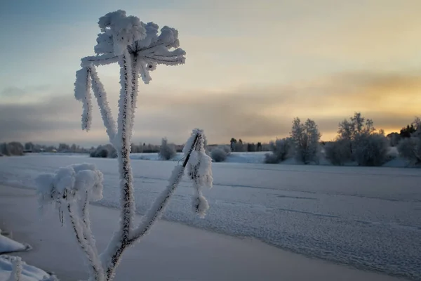 Frozen Cow Parsley Icy River Sunset Rural Finland Frost Has — Stock Photo, Image