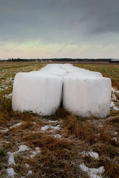 Mooi Opgezette Hooibalen Vroege Wintervelden Balen Zijn Wit Plastic Gewikkeld — Stockfoto