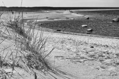 Finlandiya 'nın Kalajoki plajında bir kum tepeciğine yakın çekim. Kuzeyde olmasına rağmen, Kalajoki yaz tatilini Finlandiya 'da geçirmek için en popüler yerlerden biridir..