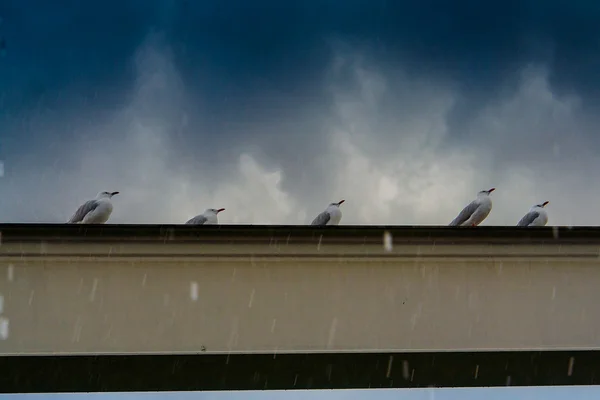 Hailstorm en la Costa Dorada — Foto de Stock