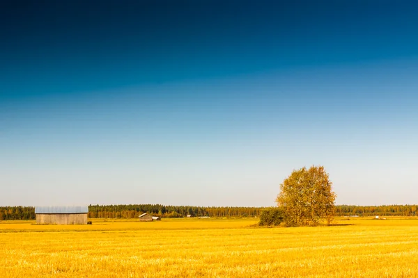 Sonbahar 2 alanlardaki