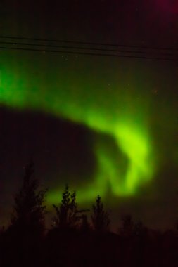 Aurora Borealis ve ağaçlar