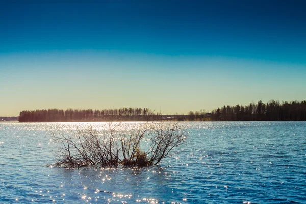 Branches Sunken In The Lake — Stock Photo, Image