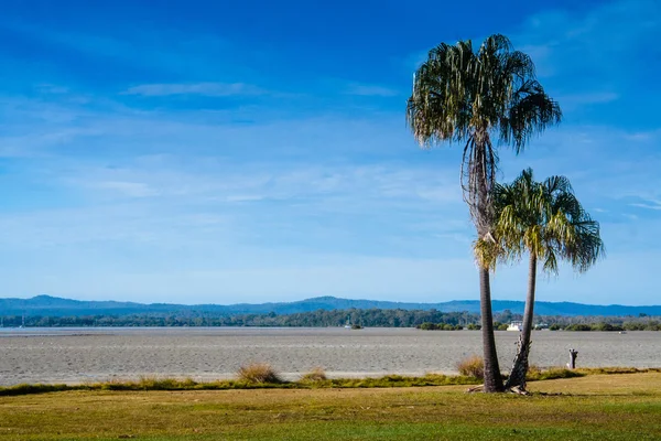 İki teneke konserve koyunda palmiyeler 