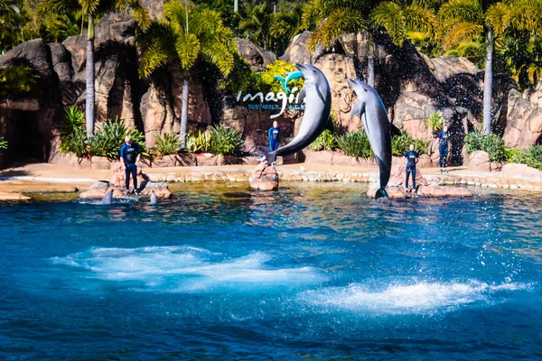 Yunuslar bir sıçrama yapıyor