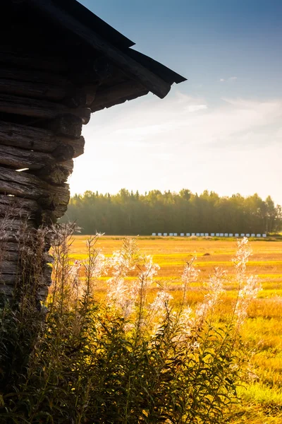 Willowherbs by the barn house — Stockfoto
