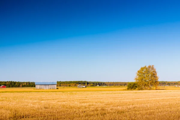 Klarer Herbsthimmel auf den Feldern — Stockfoto