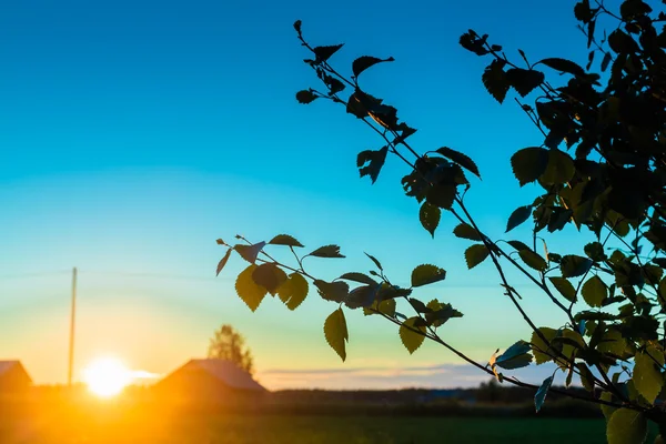 Midnight Sun Setting Behind The Birch Leaves